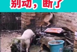 爆料搞笑的视频,笑料百出！揭秘那些爆笑视频背后的搞笑瞬间